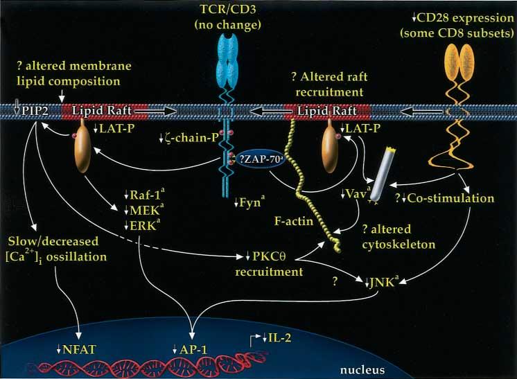 910 Nel and Slaughter J ALLERGY CLIN IMMUNOL JUNE 2002 FIG 5. Schematic to explain altered TCR signal transduction during immune senescence.