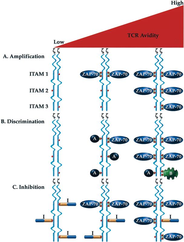 J ALLERGY CLIN IMMUNOL VOLUME 109, NUMBER 6 Nel and Slaughter 903 FIG 1. Schematic to explain possible mechanisms by which multiple ITAMs regulate TCR signaling specificity.