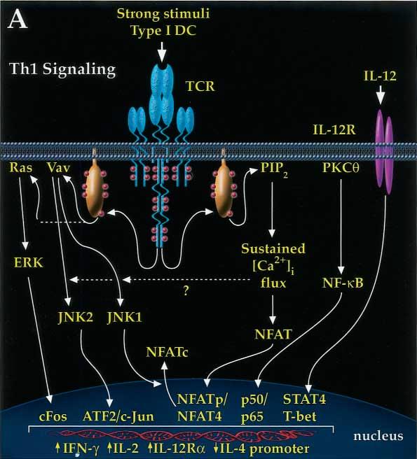 J ALLERGY CLIN IMMUNOL VOLUME 109, NUMBER 6 Nel and Slaughter 907 FIG 4.