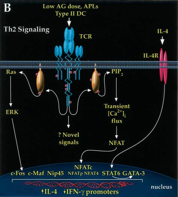 908 Nel and Slaughter J ALLERGY CLIN IMMUNOL JUNE 2002 FIG 4.