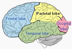 Unilateral Neglect Caused by brain injuries in certain location, especially parietal lobe