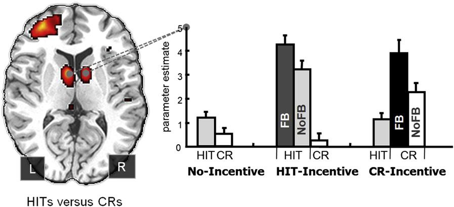 Figure 3. Striatal Activation Modulated by Incentive in Han et al.