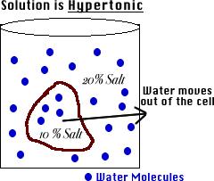 1.Hypertonic: MORE More solute, less solvent