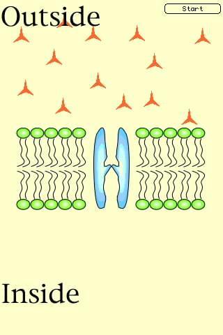 III. FACILITATED DIFFUSION: When a solute that is plentiful on one side of membrane, they will pass by