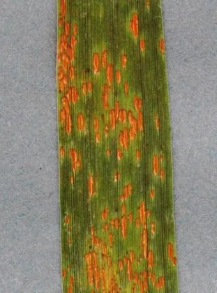 Wheat yellow rust Puccinia striiformis Succinate-dehydrogenase inhibitors (SDHI) Resistance has been confirmed in several non-cereal pathogens (Alternaria, Botrytis).