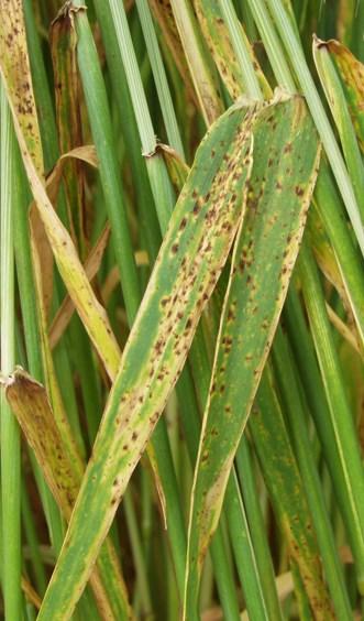 Ramularia Ramularia collo-cygni Introduction Ramularia collo-cygni causes leaf spot symptoms in winter and spring barley and is problematic throughout the UK.