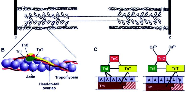 Force Development: Involved Proteins 2 µm Actin Myosin Actin TnC TnI TnT Actin Head-to-tail overlap Tm Tn:
