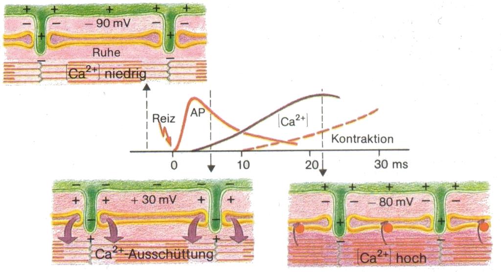 Coupling of of Electrophysiology and Force Development Rest small Ca 2+ Stimulus Contraction Ca 2+ release from SR high Ca 2+