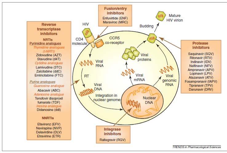 HIV Antiretroviral Agents Overview