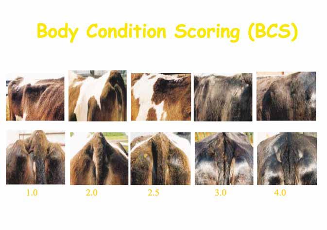 Body Condition Scoring (BCS) 5 BCS Pictures Defra What If: Body Condition Score is not at target level? Spring Calving Target Implications At Calving 2.5 Lower, If BCS is less than 2.