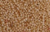 Gluten-free Whole Grains Amaranth Kernels from a bushy, green-colored plant Peppery