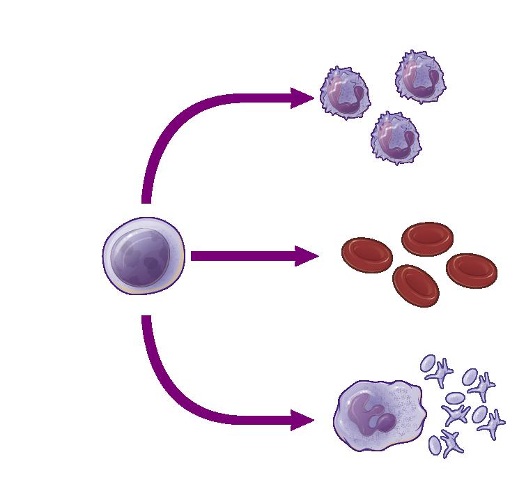 Introduction to polycythemia vera (PV) A Philadelphia chromosome negative myeloproliferative