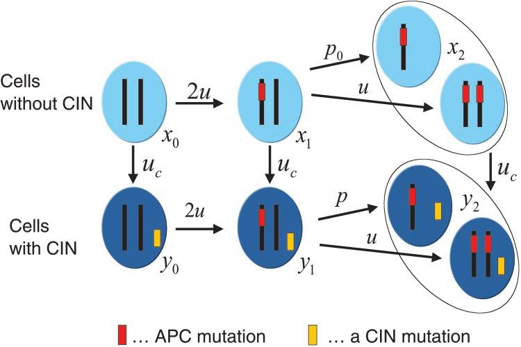 Fig. 1. Mutational network of cancer initiation describing inactivation of a TSP gene and activation of CIN. Normal cells, x 0, have two functioning copies of the gene and no CIN.