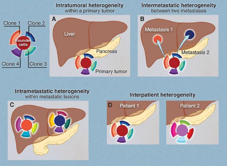 Cancer Heterogeneity Mandates Broad Immunity