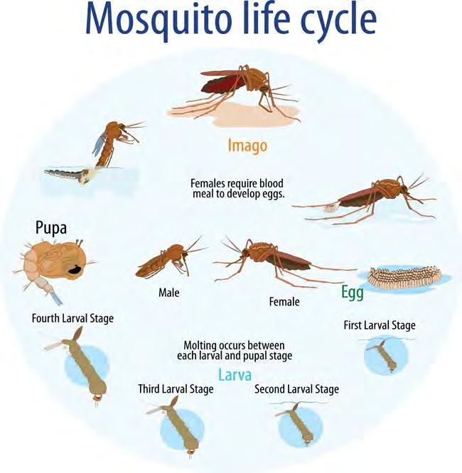 Aedes Biology Adult life span: 14-21 days Female lays eggs 3-4 times in her life ca.