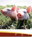 List common swine breeds and characteristics; C.