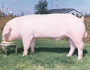 Objective A: Define terms relating to swine production Swine Terms Weaner pig: