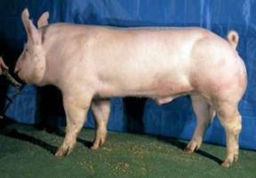 (about 40 lbs) 3- Finishing Feeder Pig System- Buys weaned pigs and raises til ready to
