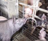 General Swine Management: Fresh water Adequate feed