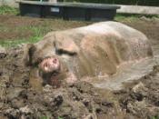 Trivia: Why do pigs like the mud? Facts about Pigs!