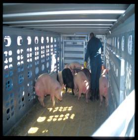 250 pounds Piglets 1- Clip Needle Teeth 2- Castrate