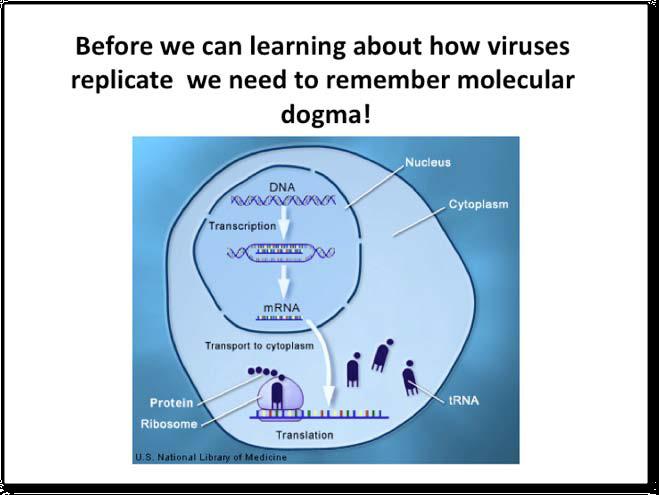 Influenza virus DEFINITIONS OF TERMS: LESSON MATERIALS How viruses use and misuse molecular dogma Molecular dogma explains the process of DNA replication, RNA transcription and protein synthesis