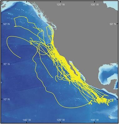 system Blue whale tracks