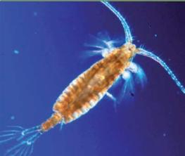 Marine Organism Lifestyles Plankton organisms float in the