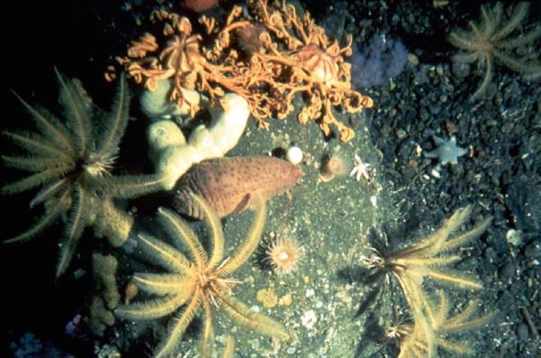 Benthos organisms live on the bottom (epifauna) or within the