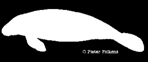 Cetacea (83 species) Baleen whales,