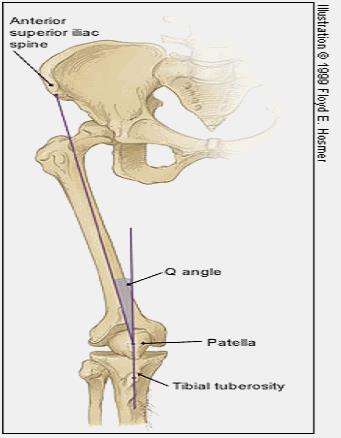 Q Angle of the Knee The line of force of the quadriceps can be described by the Q-angle.