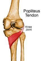 Popliteus Origin: Posterior aspect of the lateral femoral condyle Insertion: Posterior surface of the