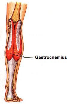 Gastrocnemius Origin: Medial head: posterior aspect of the medial femoral condyle Lateral head: posterior aspect of the lateral femoral