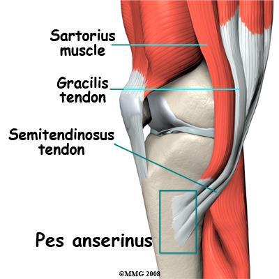 What is the Pes Anserinus? The semitendinosus, sartorius and gracillis all attach to the proximal medial tibia through a broad sheet of connective tissue known as the pes anserinus.