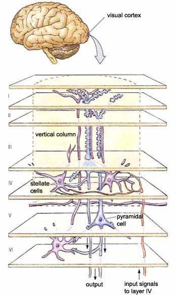 Circuit Spiny stellate