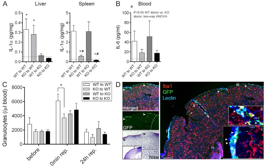 RESEARCH REPORT Central and blood-derived IL-1 in stroke Fig. 2. Lack of haematopoietic-derived IL-1 results in altered systemic inflammatory responses after cerebral ischaemia.