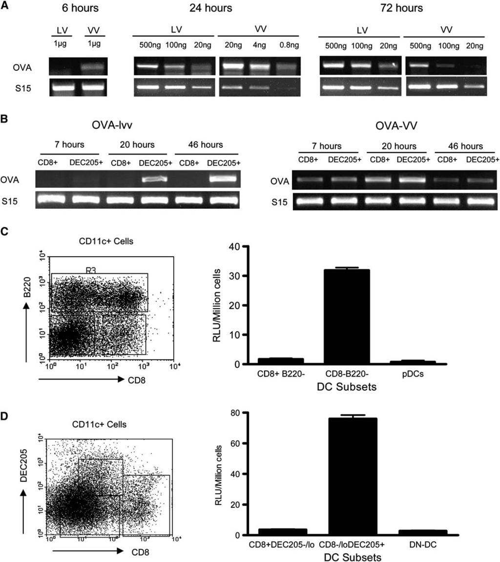 Immunity 650 Figure 6. Expression of Transgenic Antigen by sdc of Immunized Mice (A) Mice were injected with 10 million TUs of OVA-lvv or OVA-VV via footpad.