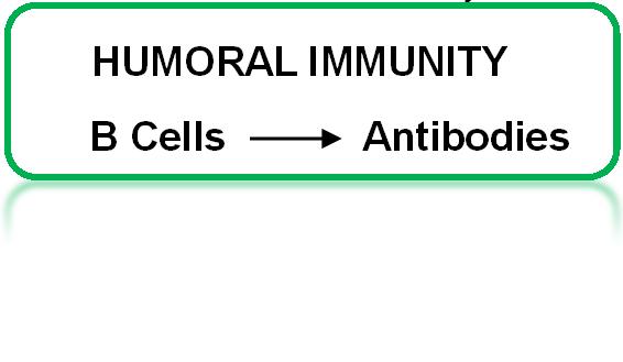 automatic Response is non-specific (not tailored to each particular threat) Natural Killer Cells, Neutrophils,