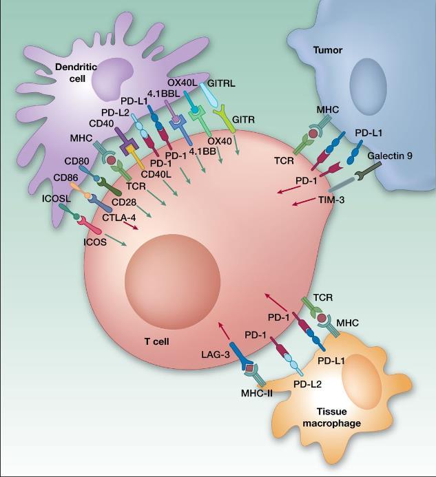Antibody Checkpoint inhibitors CTLA-4 PD-1 PD-L1 Ott PA, Hodi FS, Robert C.
