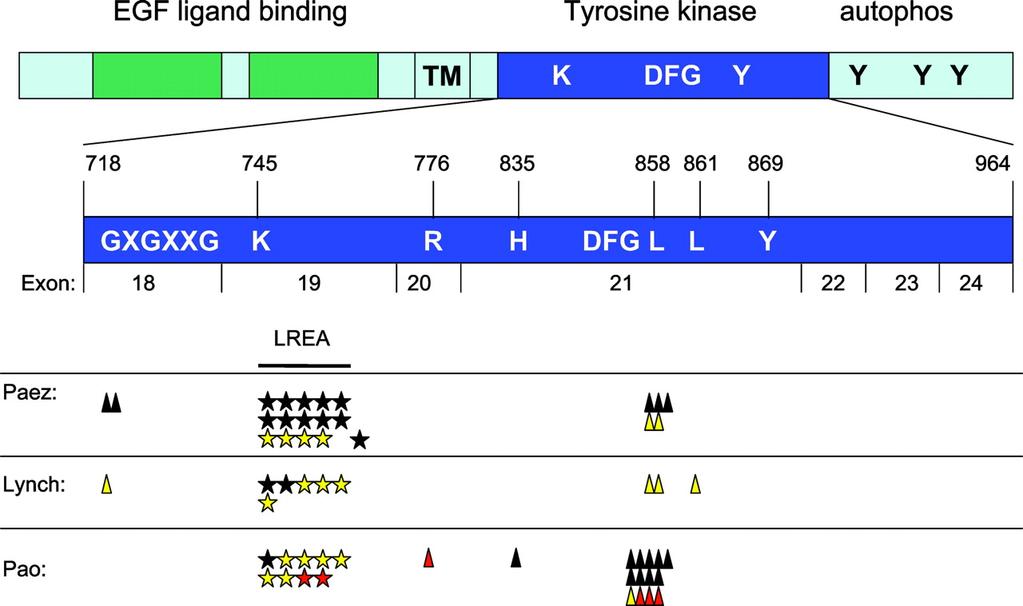Summary of mutations reported in the TK domain of EGFR in NSCLCs