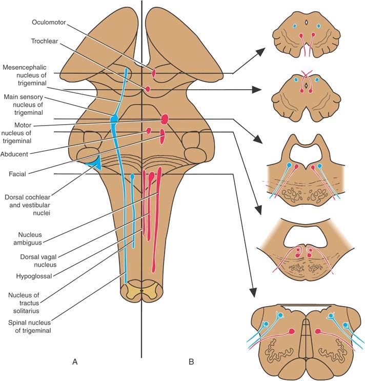Position of some of the cranial nerve nuclei in the brainstem.