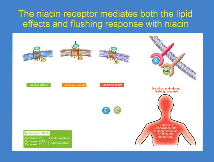Fig. 3 Mechanisms responsible for niacin-mediated flushing. See section Niacin, HDL and Flushing for further details. Reproduced, with permission, from Pike N.
