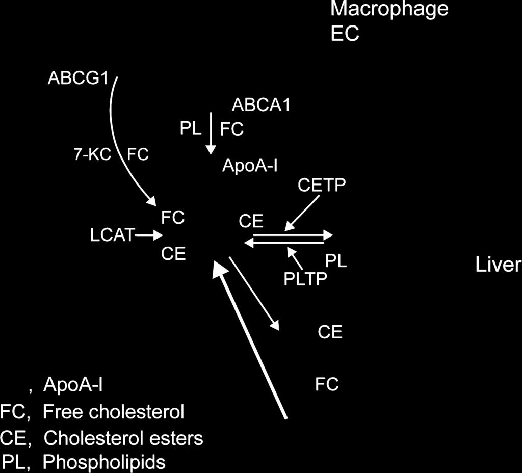 The specific process involving efflux of cholesterol from macrophage foam cells in the artery wall has been termed macrophage reverse cholesterol transport [2] and is thought to be central to the
