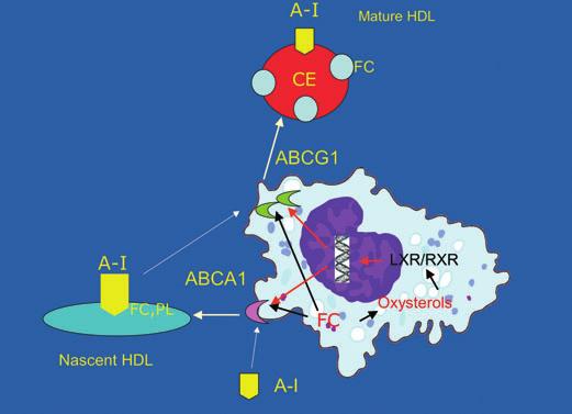 Fig. 2 Co-ordinate role of adenosine triphosphate (ATP) binding cassette transporter A1 (ABCA1), ATP binding cassette transporter gene G1 ABCG1, ApoE and lecithin:cholesterol acyltransferase (LCAT)