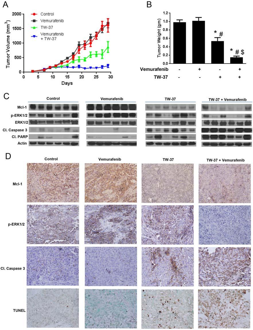 Figure 5: Inhibiting Mcl-1 suppresses the growth of melanoma tumors resistant to vemurafenib. A. A375-VR cells were injected subcutaneously in female athymic nude mice.