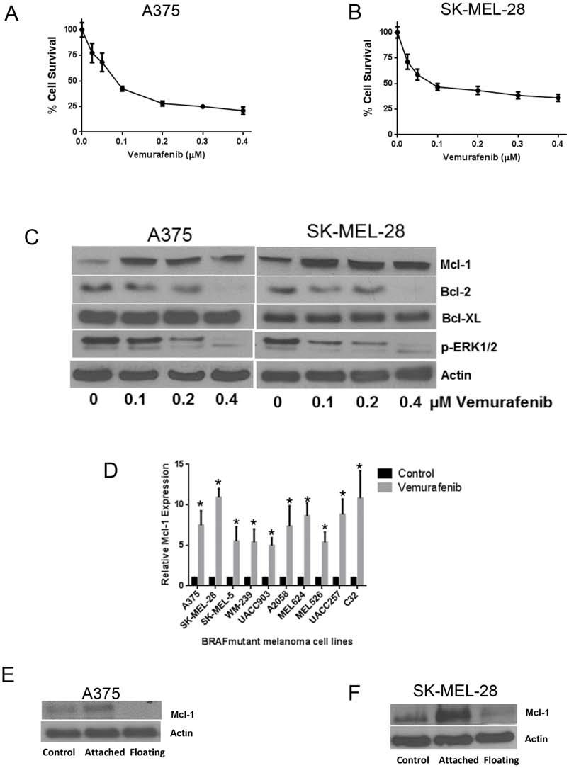 Figure 1: Vemurafenib treatment induces Mcl-1 expression in melanoma cells. A. A375 and B. SK-MEL-28 cells were treated with various concentrations of vemurafenib for 72 hours.