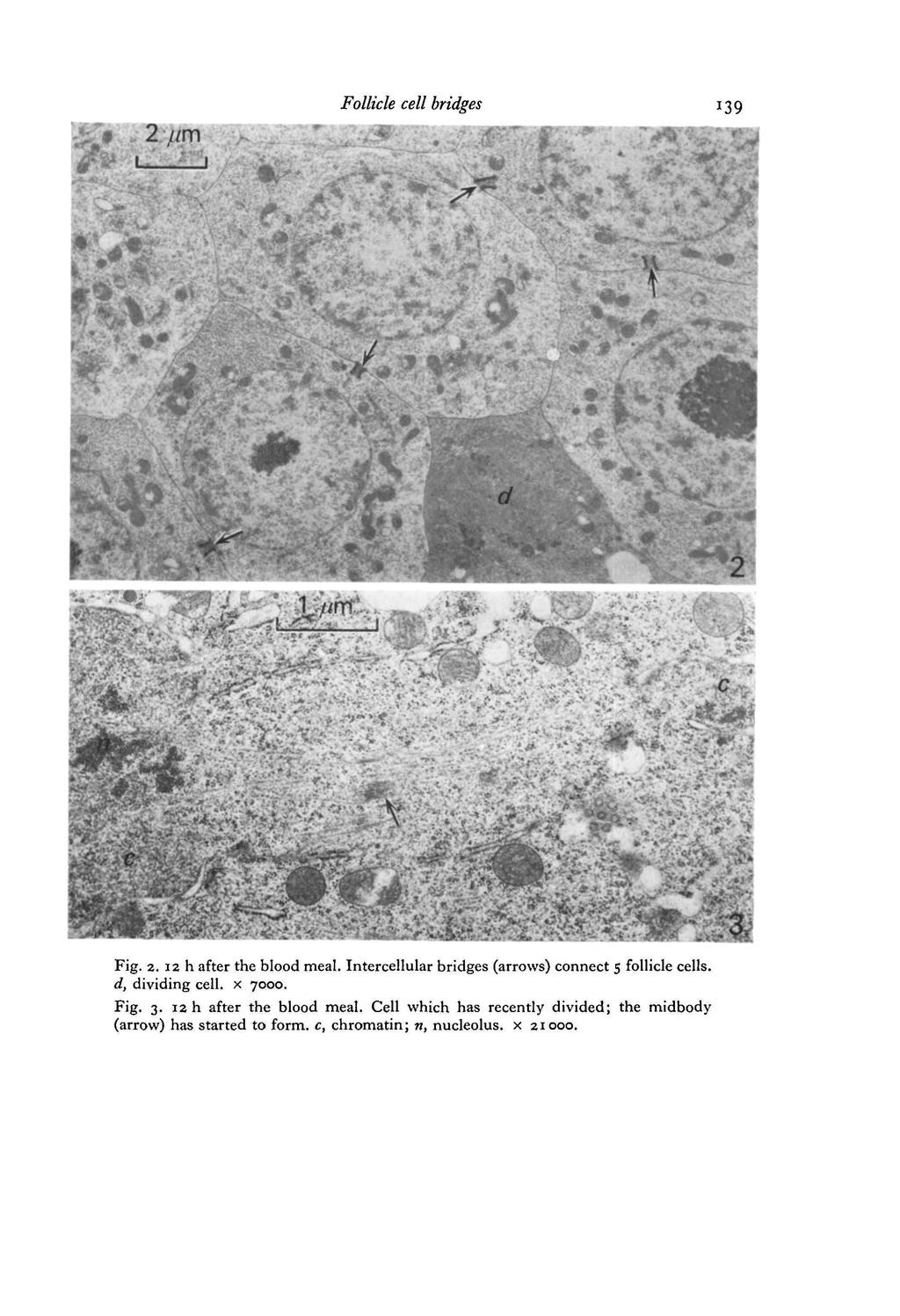 . Mm Follicle cell bridges y c Fig. 2. 12 h after the blood meal. Intercellular bridges (arrows) connect 5 follicle cells.