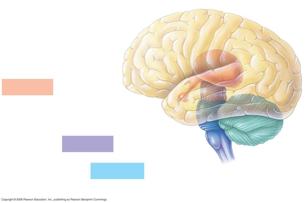 Cerebral cortex Cerebrum Forebrain Thalamus Hypothalamus Pituitary