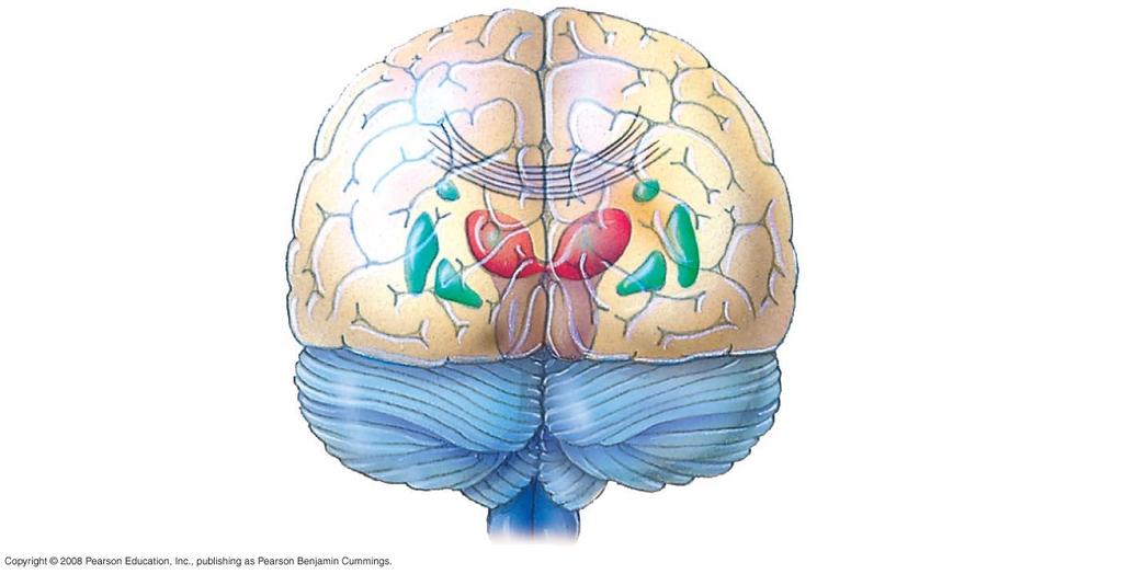 The Cerebrum A thick band of axons called the corpus callosum provides communication between the right and left cerebral cortices The right half of the cerebral