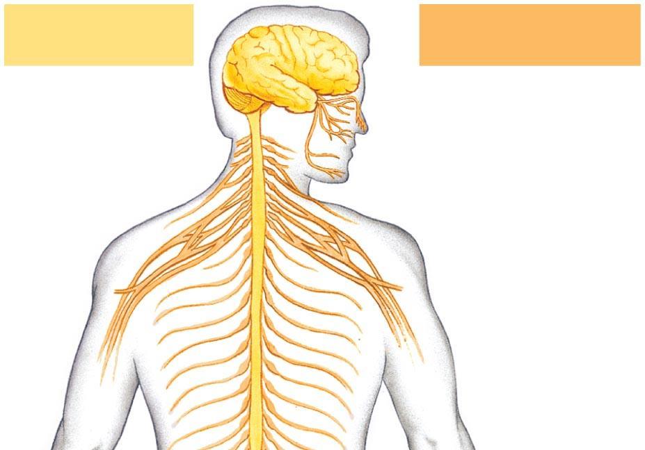 Nervous System Organization In vertebrates The CNS is composed of the brain and spinal cord The peripheral nervous system (PNS) is composed of